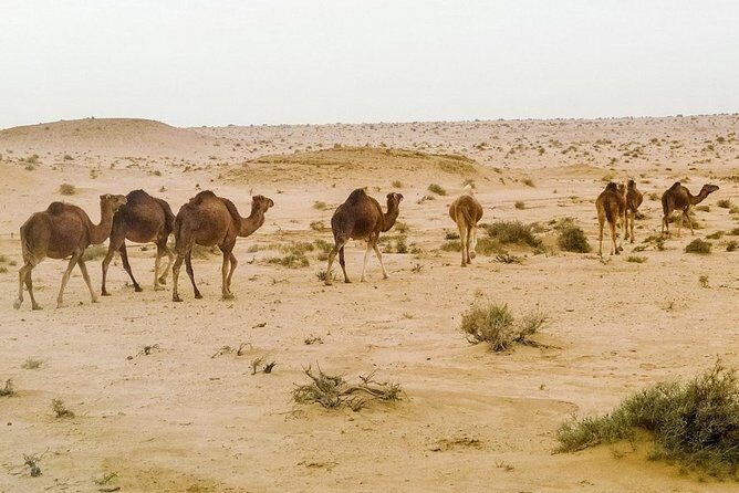 4 Days Tunisia Discovery Private Tour - Palm Groves by Horse Carriage and Ong Jemel’s Desert Set