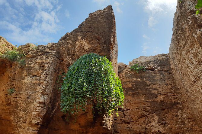 Daytrip to Kerkouen Unesco Site Kelibia and Houaria Caves - Stop 3: Echraf’s ancient olive tree and the tiny oil ritual