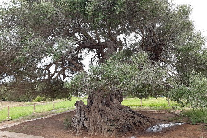Daytrip to Kerkouen Unesco Site Kelibia and Houaria Caves - Stop 4: Ghar el Kebir in Haouaria—coves, caves, and bird season