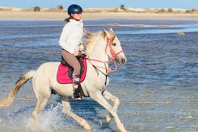Discovery ride on horseback or camel 2h30 - Ranch Adada Djerba: where the ride begins and the rhythm clicks