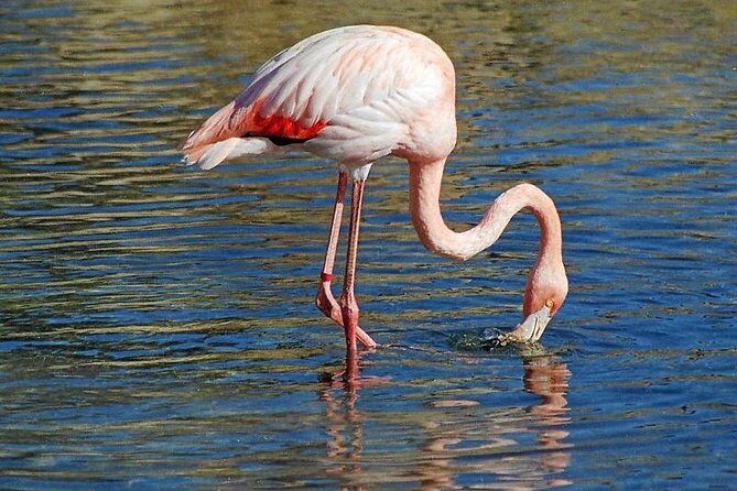 Djerba Flamingo Island Pirate Boatrip - Trip, Lunch & Pick-up - Lunch in the Palm-Fringed Hut: What’s Included and What to Expect