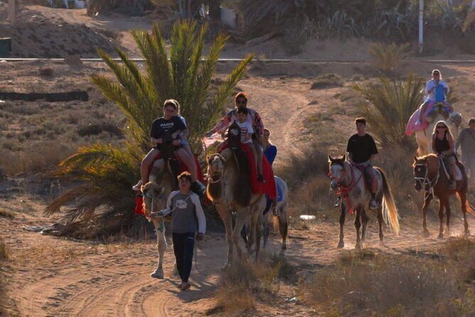 Explore Djerba by camel and horse - Value For Money In Djerba: Why This Feels Fair
