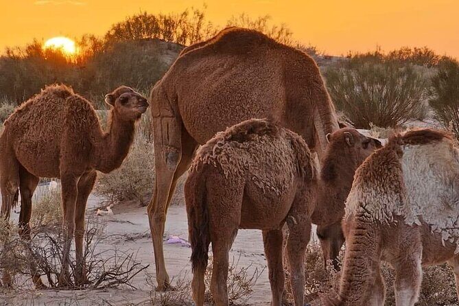 From Djerba: Explore the desert in a day - Included lunch and the admission ticket: what value looks like here