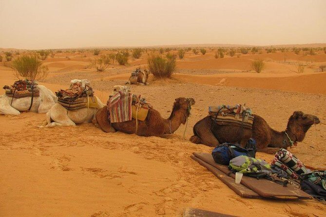 From Tozeur: 3-Day Desert Trip - Key highlights that make this trip worth your time