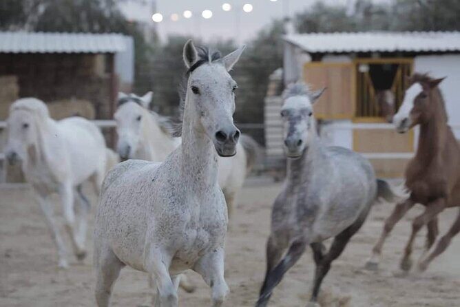 Horseback riding with private transfer - Key highlights
