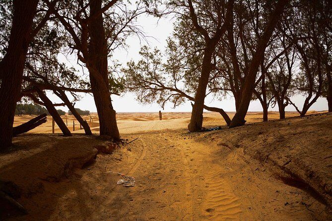 Ksar Ghilane 1 day: The hot spring and the homestay - Quad or Camel on the Dunes: Optional Fun, Real Planning