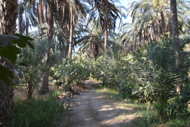 Tozeur and the mountain Oasis - Matmata Homestay: Real Dwelling, Not Just a Photo Stop